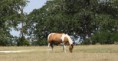 /album/photogallery/horsecrop-jpg/